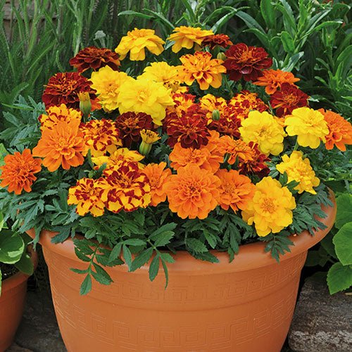 Marigold 'French Mix' 4 cell (Pickup only) - Ladybird Nursery