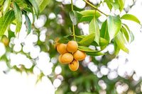 Marian/Maprang Plum Mango - Ladybird Nursery