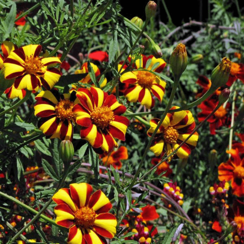 Grevillea Jester - Ladybird Nursery