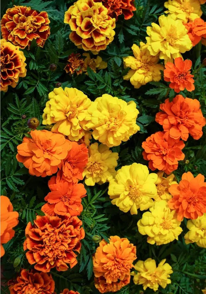 Marigold 'French Mix' 4 cell (Pickup only) - Ladybird Nursery