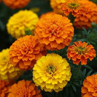 Marigold 'Pom Pom Mix' 4 cell (Pickup only) - Ladybird Nursery
