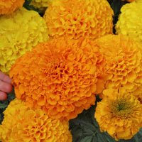 Marigold 'Pom Pom Mix' 4 cell (Pickup only) - Ladybird Nursery