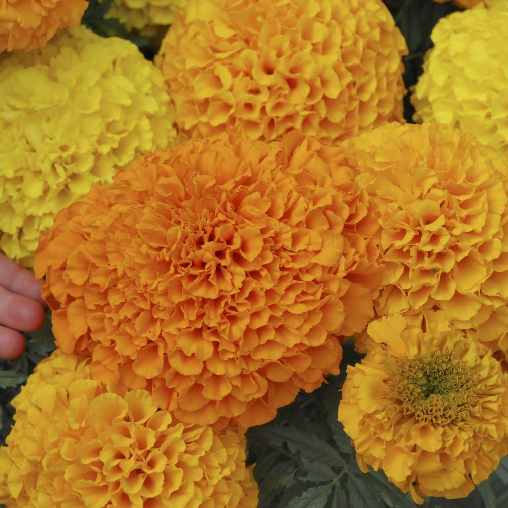 Marigold 'Pom Pom Mix' 4 cell (Pickup only) - Ladybird Nursery