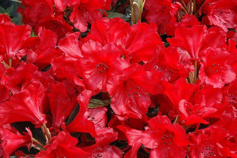 Rhododendron 'Jean Marie de Montague' - Ladybird Nursery