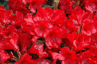 Rhododendron 'Jean Marie de Montague' - Ladybird Nursery