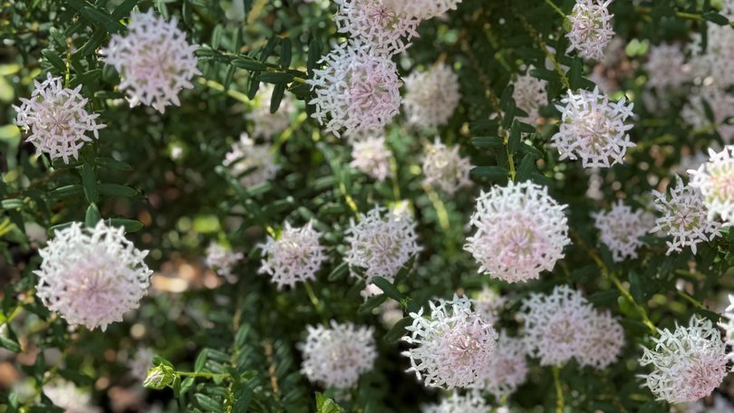 Marshmallows (Pimelea ciliata) - Ladybird Nursery