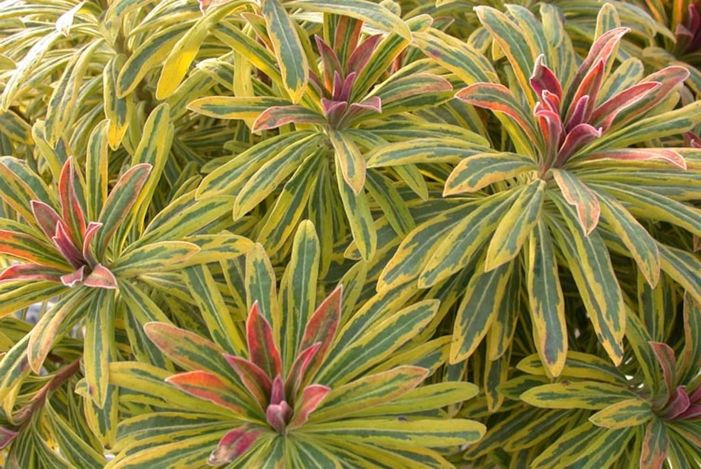 Ascot Rainbow Spurge martini (Euphorbia x)
