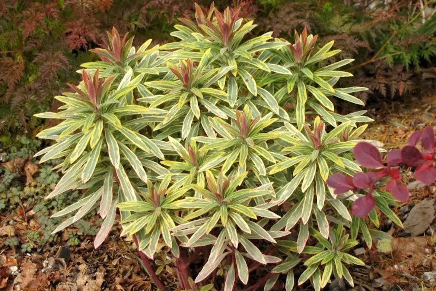 Ascot Rainbow Spurge martini (Euphorbia x)