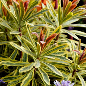 Ascot Rainbow Spurge martini (Euphorbia x)