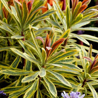 Ascot Rainbow Spurge martini (Euphorbia x)