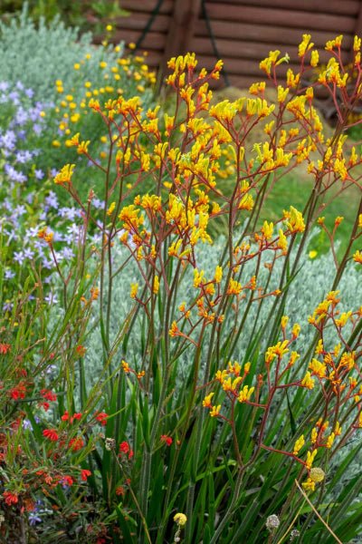 Kangaroo Paw 'Landscape Gold' (Anigozanthos) - Ladybird Nursery