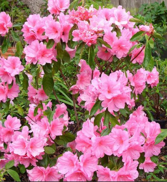 Azalea Favourite - Ladybird Nursery