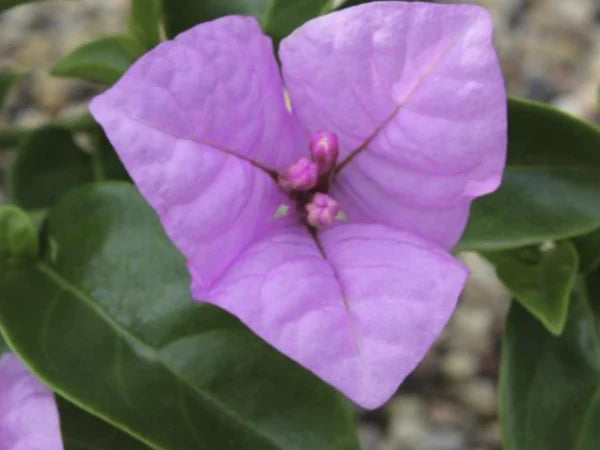 Bluey Bougainvillea (Bougainvillea Bambino™)