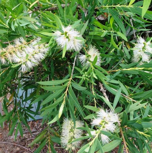 Weeping Bottlebrush Wilderness White (Callistemon viminalis) - Ladybird Nursery