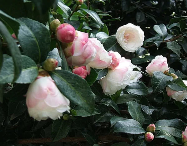Sasanqua Camellia Beatrice Emily (Camellia sasanqua)