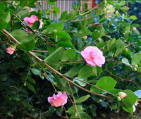 Sasanqua Camellia Marge Miller (Camellia sasanqua) - Ladybird Nursery