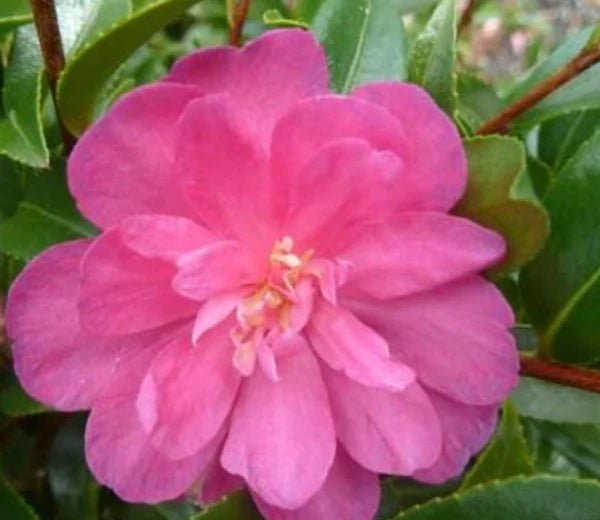 Sasanqua Camellia Paradise Petite Pink (Camellia sasanqua) - Ladybird Nursery