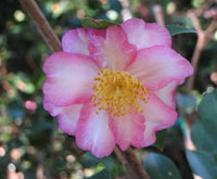 Sasanqua Camellia Something Special (Camellia sasanqua) - Ladybird Nursery