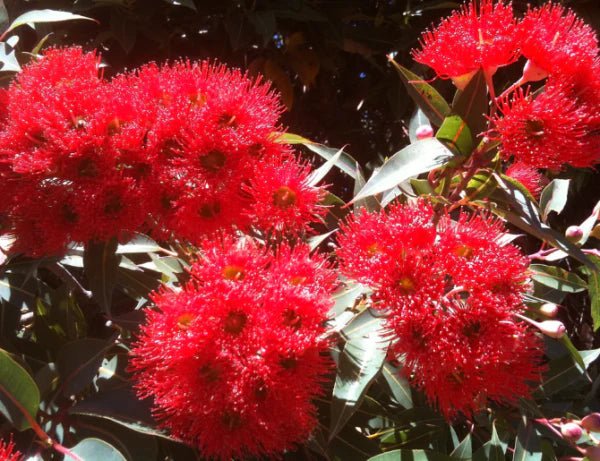Red Flowering Gum Wildfire (Corymbia ficifolia) - Ladybird Nursery