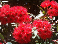 Red Flowering Gum Wildfire (Corymbia ficifolia) - Ladybird Nursery