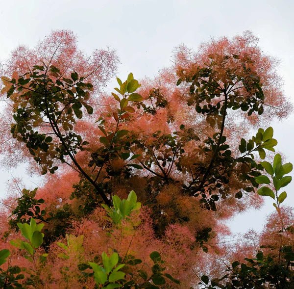 Smokebush x obovatus Flame (Cotinus coggygria) - Ladybird Nursery