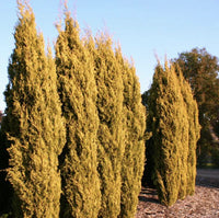 Italian Cypress Swanes Gold (Cupressus sempervirens)