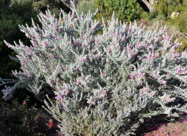 Emu Bush 'Pink Pantha'