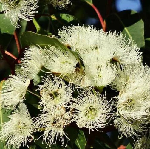 Wimmera Eucalyptus Tucker Time ® Honey Pots™ (Eucalyptus wimmerensis) - Ladybird Nursery