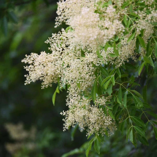 Evergreen Ash (Fraxinus griffithii) - Ladybird Nursery