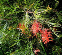 Grevillea Jester - Ladybird Nursery