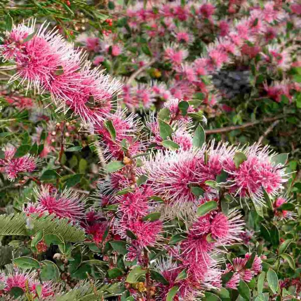 Hakea Beauty (Hakea Burrendong) - Ladybird Nursery