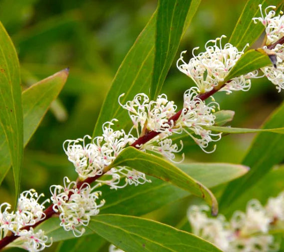 Willow-leaved Hakea (Hakea salicifolia)