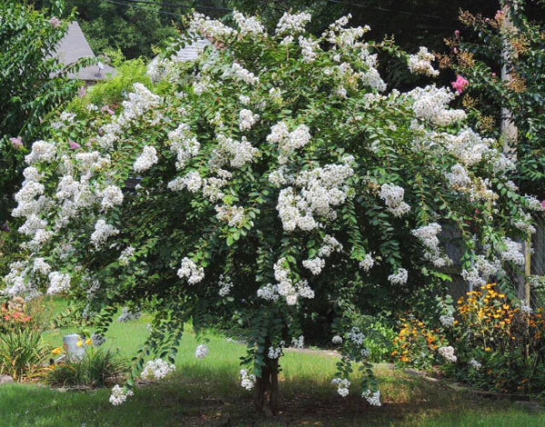 Crepe Myrtle Acoma (Lagerstroemia)