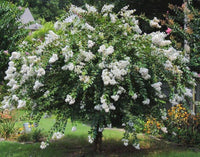 Crepe Myrtle Acoma (Lagerstroemia) - Ladybird Nursery
