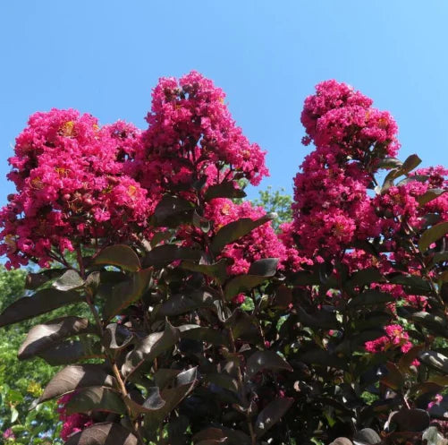 Crepe Myrtle Diamonds in the Dark Mystic Magenta (Lagerstroemia)