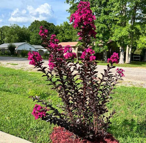 Crepe Myrtle Diamonds in the Dark Mystic Magenta (Lagerstroemia) - Ladybird Nursery