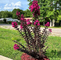 Crepe Myrtle Diamonds in the Dark Mystic Magenta (Lagerstroemia) - Ladybird Nursery