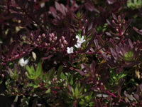 Creeping Boobialla Purpurea (Myoporum parvifolium)