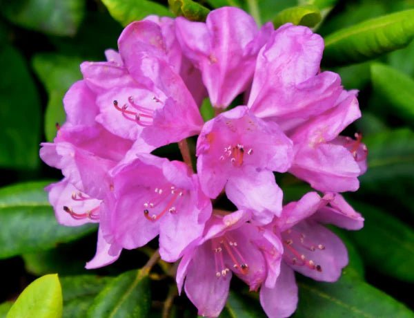 Rhododendron Our Gem - Ladybird Nursery