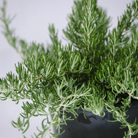 Rosemary Chefs Choice™ (Rosmarinus officinalis)