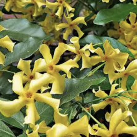 Star Jasmine Yellow (Trachelospermum jasminoides) - Ladybird Nursery