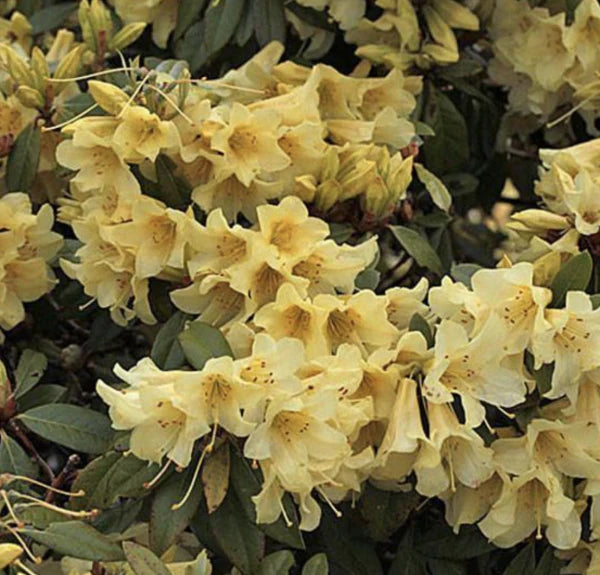 Tropical Rhododendron Saffron Queen (Vireya)
