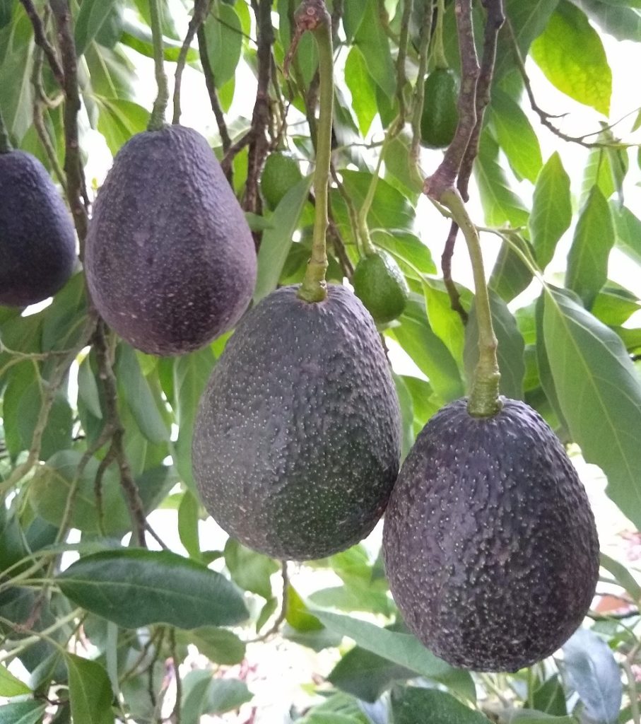 Dwarf Hass Avocado Tree