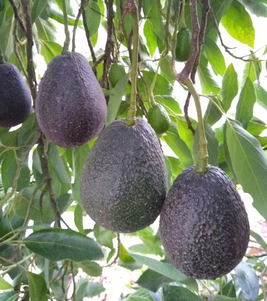 Dwarf Hass Avocado Tree