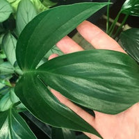 Dragon Tail Plant (Epipremnum pinnatum) - Ladybird Nursery