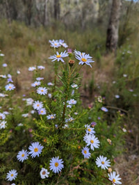 Thin-Leaf Daisy-Bush ‘Mauve’ (Olearia tenuifolia) - Ladybird Nursery