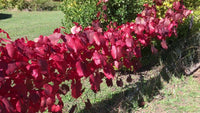 Ornamental Grape (Vitis vinifera) (QLD Only) - Ladybird Nursery