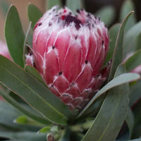 Protea 'Mayday' - Ladybird Nursery