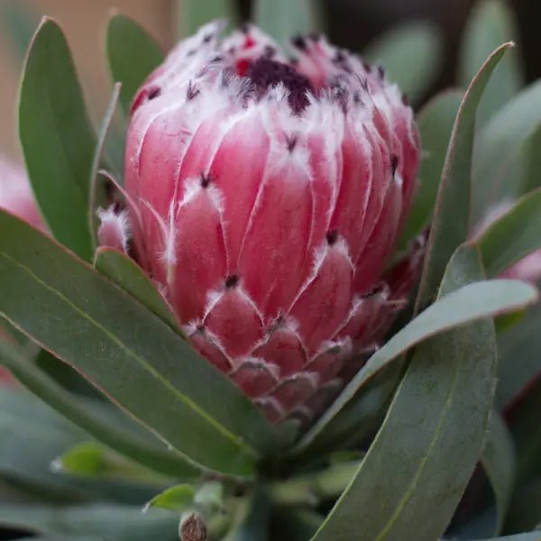 Protea 'Mayday' - Ladybird Nursery