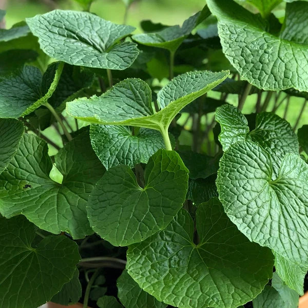 Wasabi 'Mazuma' (Wasabia japonica)
